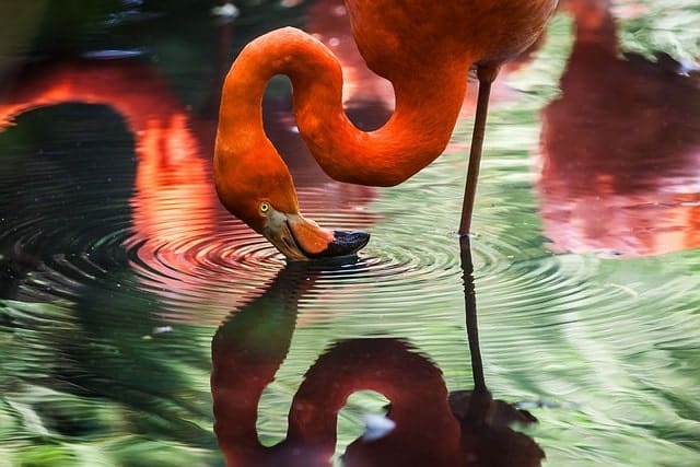 Mirror Gazing