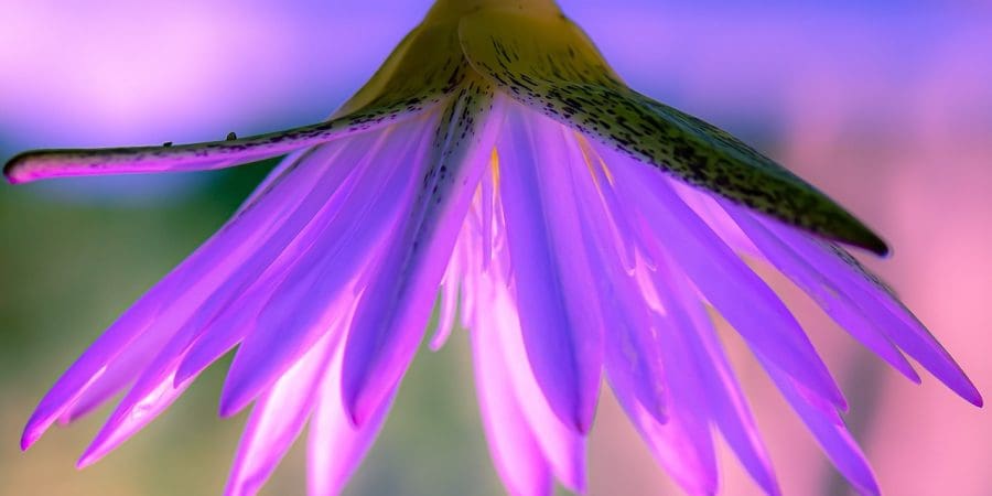forgive and forget in a peaceful way